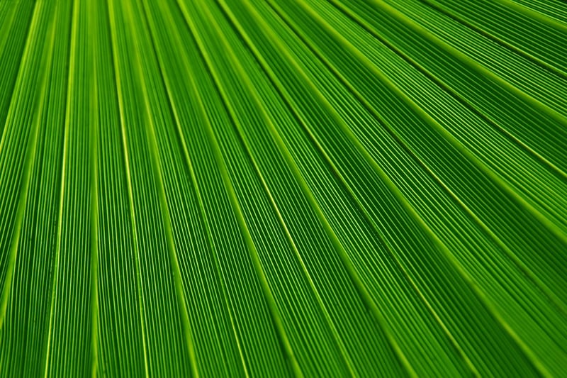 Botanical Patterns