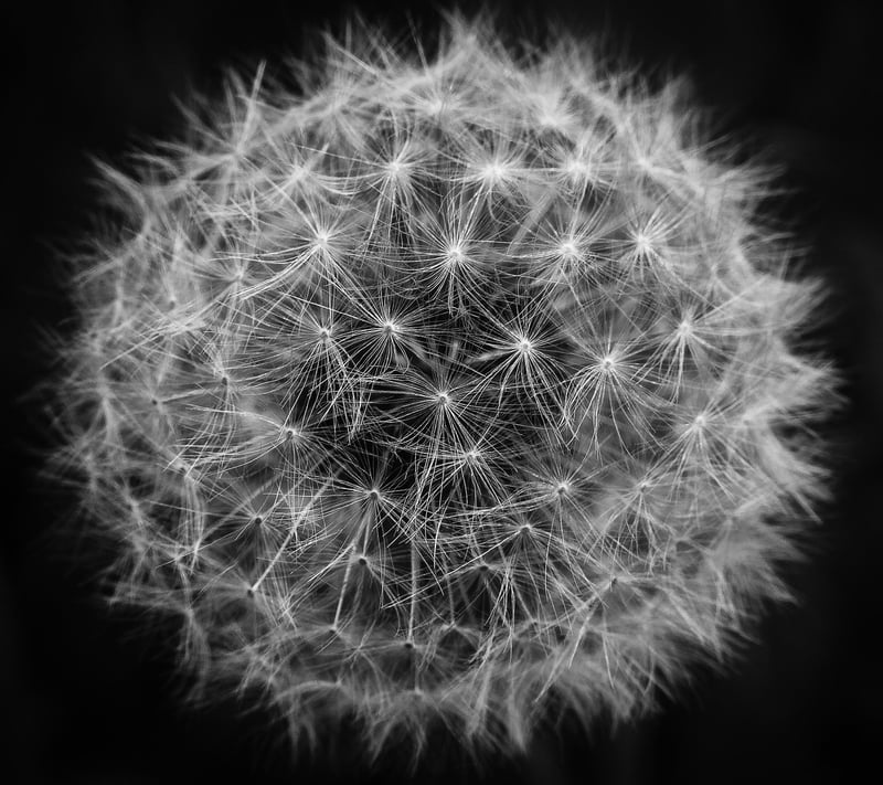 Detailed Plant Art