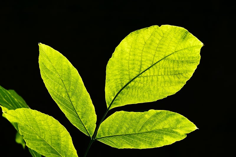 Abstract Art Inspired by Greenery