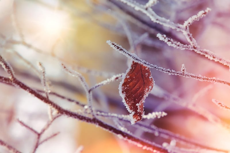 Macro Photography of Leaves