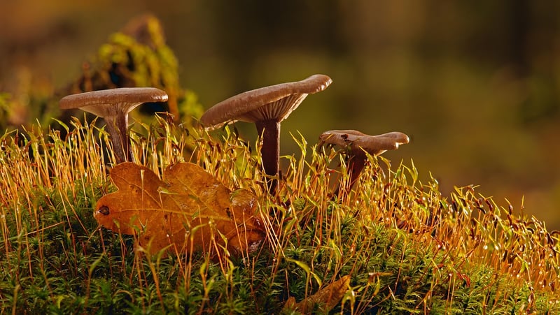 Close-up of Moss and Lichen